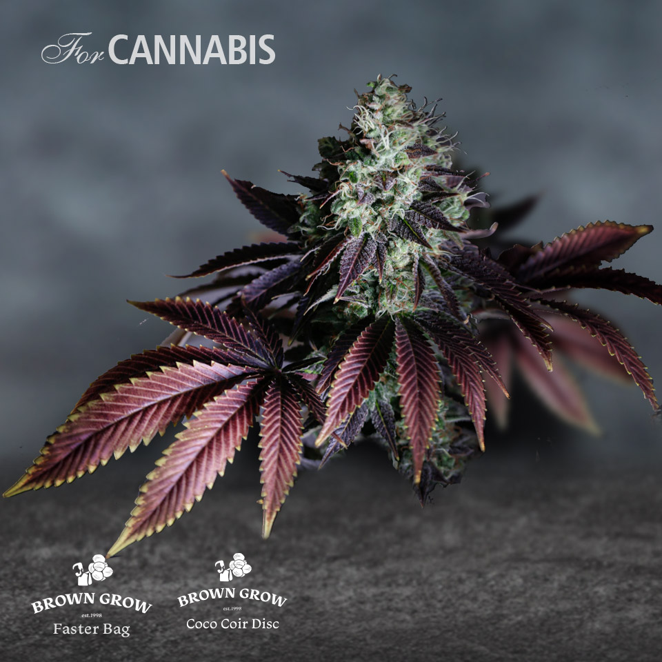 browngrow cannabis grow bags